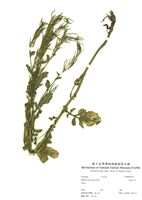 藏品(臺灣山芥)的圖片